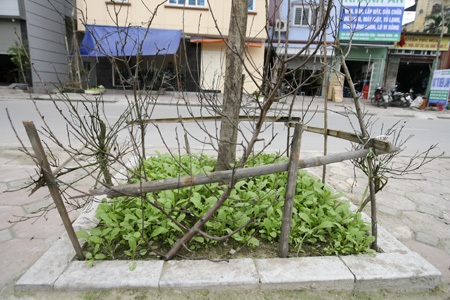 Phổ biến là các loại cải, hành, tía tô, húng...