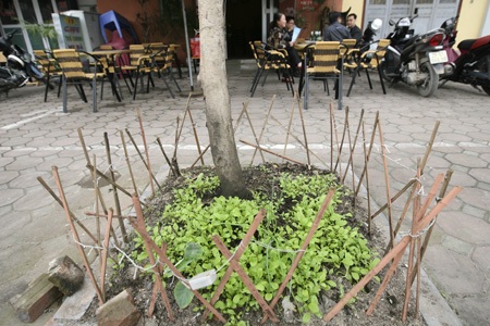 ...nhiều vườn cà chua trĩu quả.