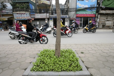 Toàn bộ các ô đất trồng cây ven phố Khương Đình đã được tận dụng để trồng rau sạch.