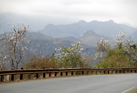 Bắt đầu từ Mộc Châu đi Sơn La hoa ban nở trắng hai bên quốc lộ 6.