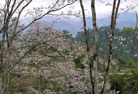 Rừng hoa ban bao bọc một bản nhỏ trên đèo Pha Đin.