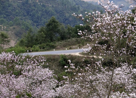 Chị Lò Thị Loan - xã Phùng Lái, huyện Thuận Châu, Sơn La vui vẻ khi được chụp ảnh bên rừng hoa ban.