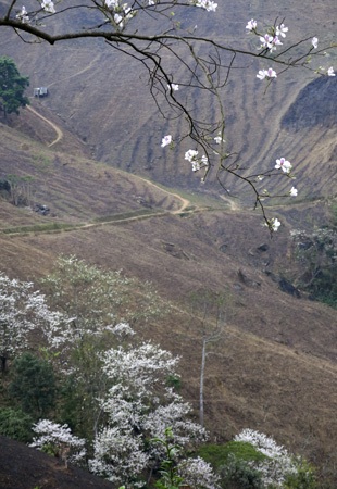 Những vạt hoa ban nở bao quanh thung lũng Mường Ảng (