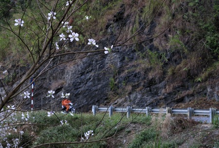 Quốc lộ 6 trong màu trắng hoa ban tháng Ba.