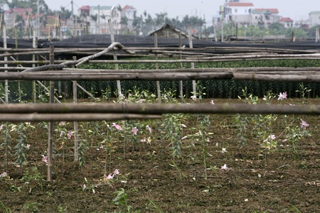 Những vườn hoa cháy lá, thối nụ vì mưa nhiều - 10 Những cây hoa loa kèn bị cháy lá vì ngấm sương muối.