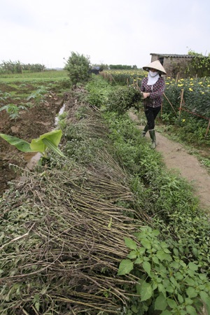 Những vườn hoa cháy lá, thối nụ vì mưa nhiều - 4 Những vườn hoa cháy lá, thối nụ vì mưa nhiều