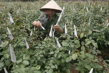 Những vườn hoa cháy lá, thối nụ vì mưa nhiều - 5 Những vườn hoa cháy lá, thối nụ vì mưa nhiều