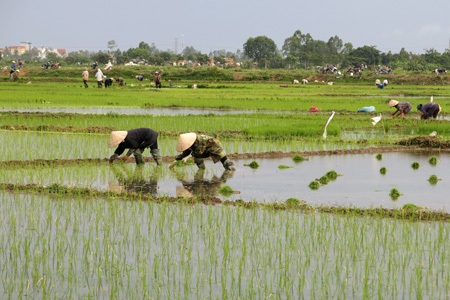 Nông dân Hà Nội chán nghề nông, người ngoại tỉnh "chớp cơ hội" - 1 Nông dân Hà Nội chán nghề nông, người ngoại tỉnh chớp cơ hội