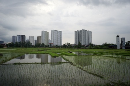 Nông dân Hà Nội chán nghề nông, người ngoại tỉnh "chớp cơ hội" - 10 Một chú bé đang chờ mẹ làm việc ở dưới ruộng.