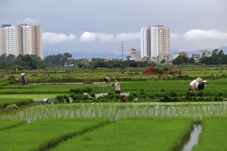 Nông dân Hà Nội chán nghề nông, người ngoại tỉnh "chớp cơ hội" - 2 Nông dân Hà Nội chán nghề nông, người ngoại tỉnh chớp cơ hội