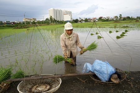 Nông dân Hà Nội chán nghề nông, người ngoại tỉnh "chớp cơ hội" - 3 Nông dân Hà Nội chán nghề nông, người ngoại tỉnh chớp cơ hội