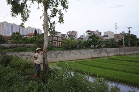 Nông dân Hà Nội chán nghề nông, người ngoại tỉnh "chớp cơ hội" - 4 Nông dân Hà Nội chán nghề nông, người ngoại tỉnh chớp cơ hội