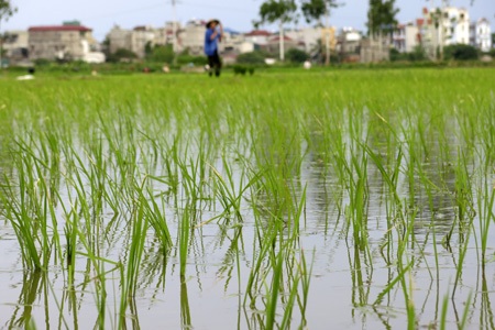 Nông dân Hà Nội chán nghề nông, người ngoại tỉnh "chớp cơ hội" - 5 Nông dân Hà Nội chán nghề nông, người ngoại tỉnh chớp cơ hội