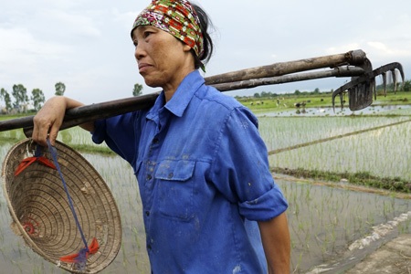 Nông dân Hà Nội chán nghề nông, người ngoại tỉnh "chớp cơ hội" - 7 Nông dân Hà Nội chán nghề nông, người ngoại tỉnh chớp cơ hội