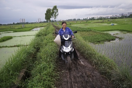 Nông dân Hà Nội chán nghề nông, người ngoại tỉnh "chớp cơ hội" - 8 Một người dân đi thăm đồng và kiểm tra công việc của những người được họ thuê cấy lúa.