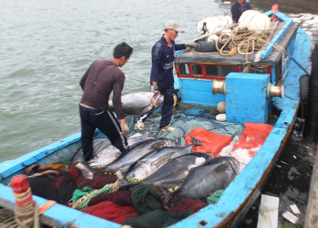 Nhiều tàu không vào được cảng phải đưa cá xuống tàu nhỏ rồi chạy vào cảng bán cá cho thương lái