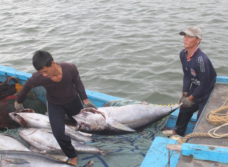 Cá ngừ đại dương được đưa lên xe tải đi tiêu thụ