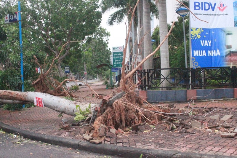 Nhiều cây xanh bị đổ, bật gốc