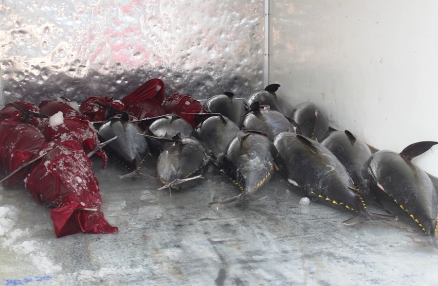 Mới thử nghiệm nhưng chất lượng rất khả quan