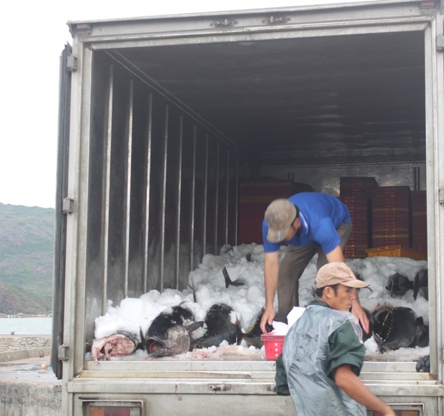 Cá ngừ đại dương được đưa lên xe tải đi tiêu thụ