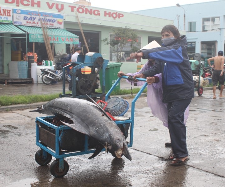 Cá ngừ đại dương được đưa lên xe tải đi tiêu thụ