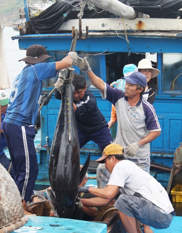 Nhiều tàu thuyền phải vào sớm so với dự kiến để chạy bảo nên bị lỗ tổn tiền nhiên liệ