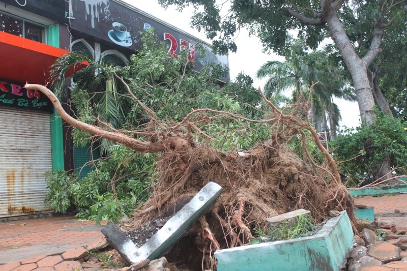 Nhiều cây xanh bị đổ, bật gốc