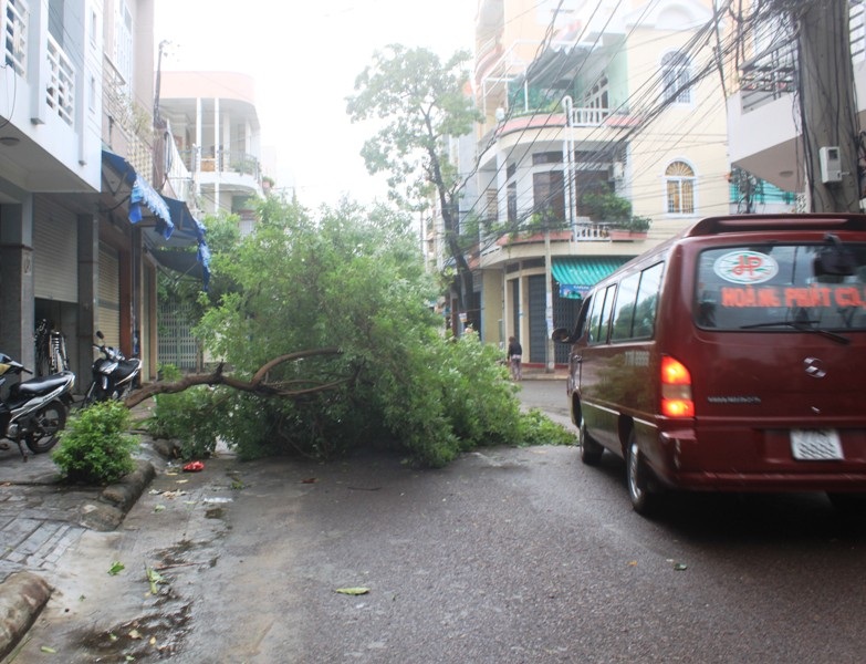 Nhiều cây xanh bị đổ, bật gốc