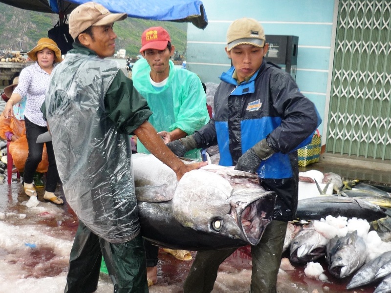Cá ngừ đại dương được đưa lên xe tải đi tiêu thụ