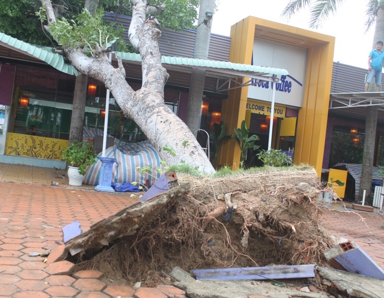 Cây cối đổ ngã ngổn ngang sau bão số 4