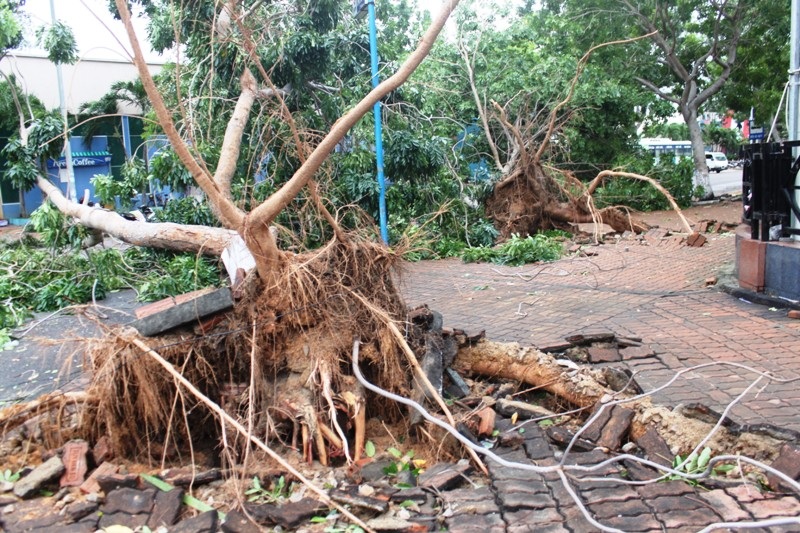 Nhiều cây xanh bị đổ, bật gốc