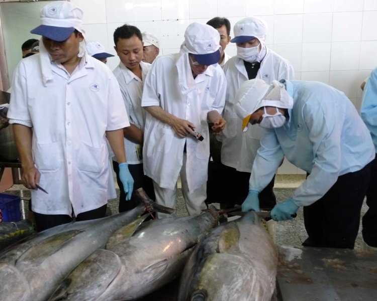 Cá được bọc một lớp vải để chống trầy xước da cá khi di chuyển