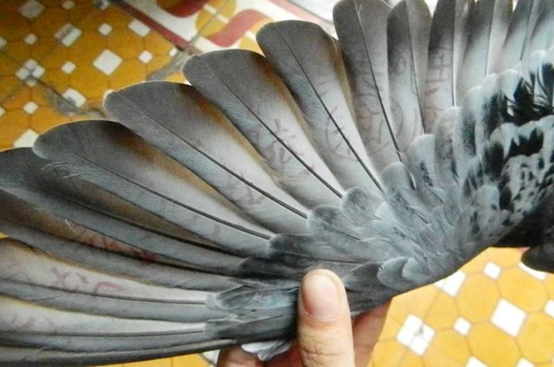 Bắt được chim bồ câu lạ "đóng" chữ Tàu trên cánh - 1 Con chim bên ngoài có những ký tự đặc biệt giống chữ Trung Quốc
