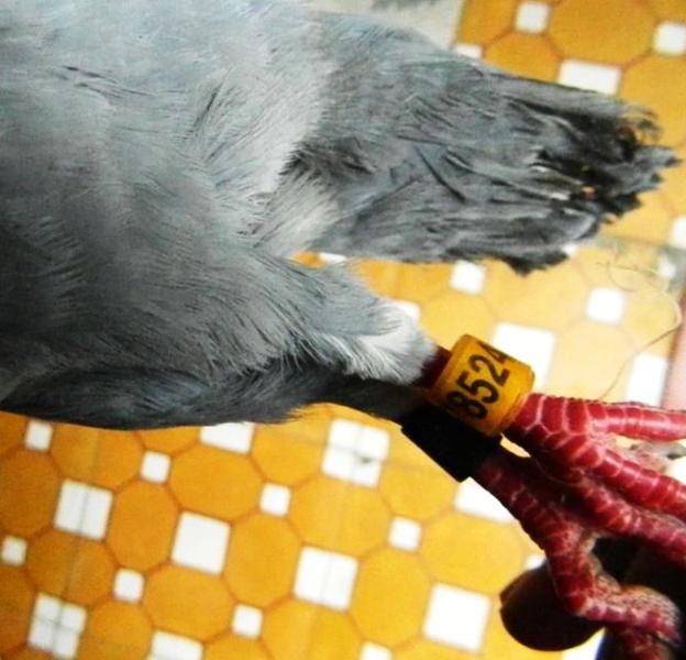 Bắt được chim bồ câu lạ "đóng" chữ Tàu trên cánh - 3 Chân chim được gắn mã số