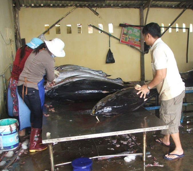 Việc xây dựng cảng cá và chợ đấu giá cá ngừ đại dương giúp cho ngành thủy sản Phú Yên phát triển