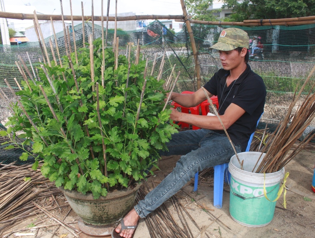 Các nhà vườn trồng cúc đang chạy đưa với Tết