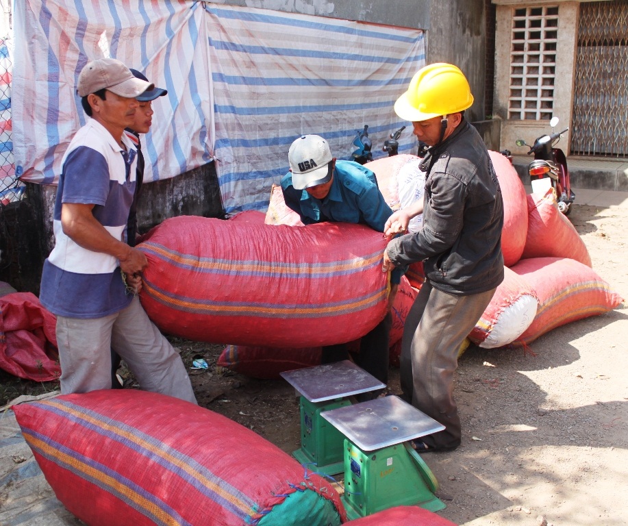 Kiệu được đóng bị chuẩn bị đóng bao đưa vào các tỉnh phía Nam và Tây Nguyên tiêu thụ