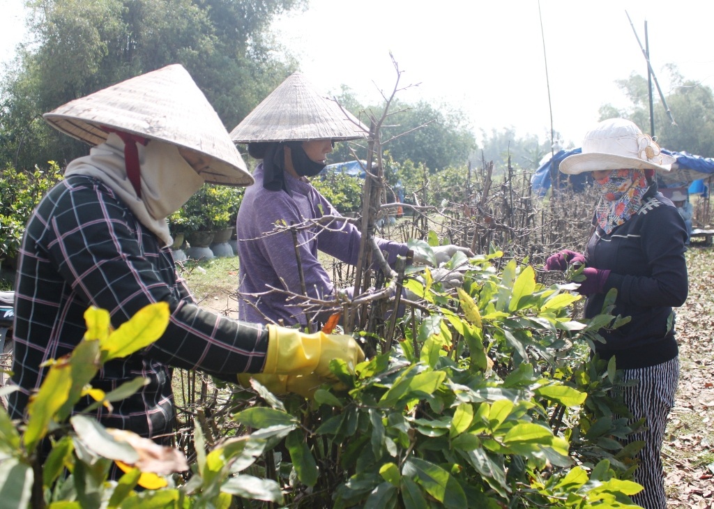 Nghề nhặt lá mai lúc nông nhàn giúp cho chị em phụ nữ thu nhập từ 100.000 - 200.000 đồng/ngày