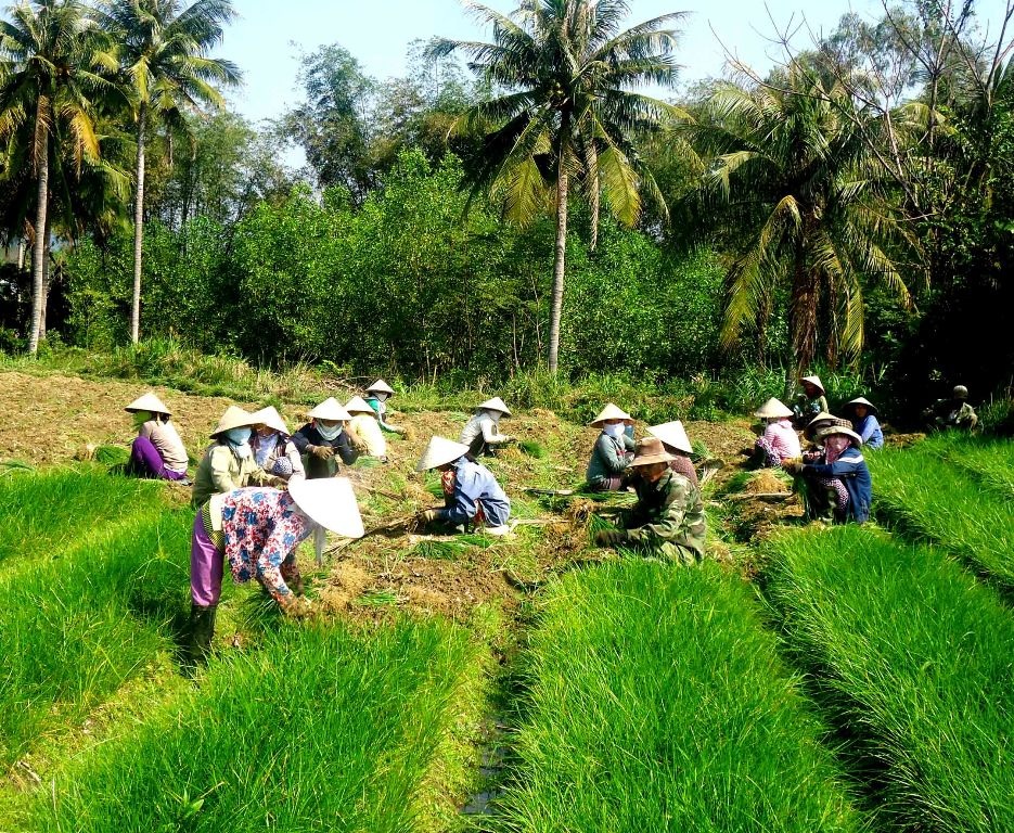 Vựa kiệu lớn nhất miền Trung hối hả vào vụ Tết - 1 Vựa kiệu lớn nhất miền Trung hối hả vào vụ Tết