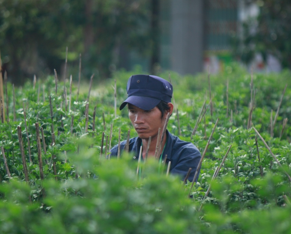 Người trồng cúc tỉnh Bình Định canh cánh nỗi hoa nở không đúng Tết