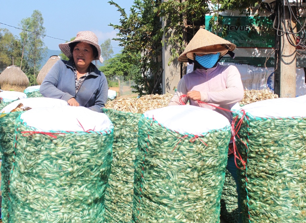 Kiệu được giá, từ người trồng kiệu đến thương lái thu mua kiệu đều phấn khởi