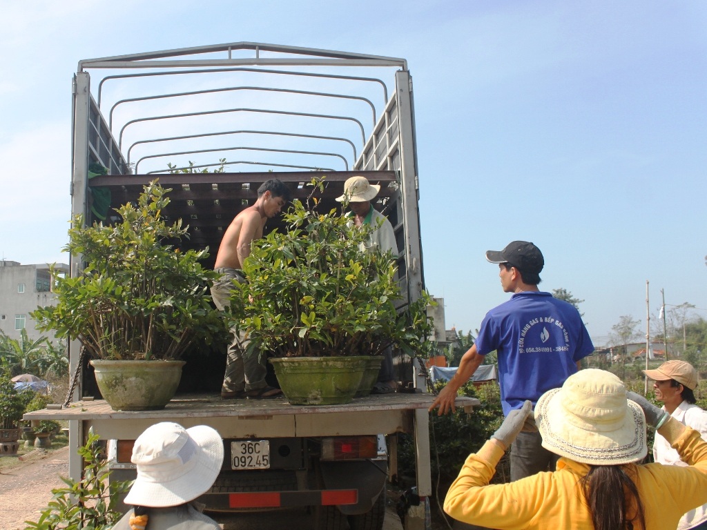 Mai chưa nhặt lá đưa vào các tỉnh phía nam tiêu thụ mạnh