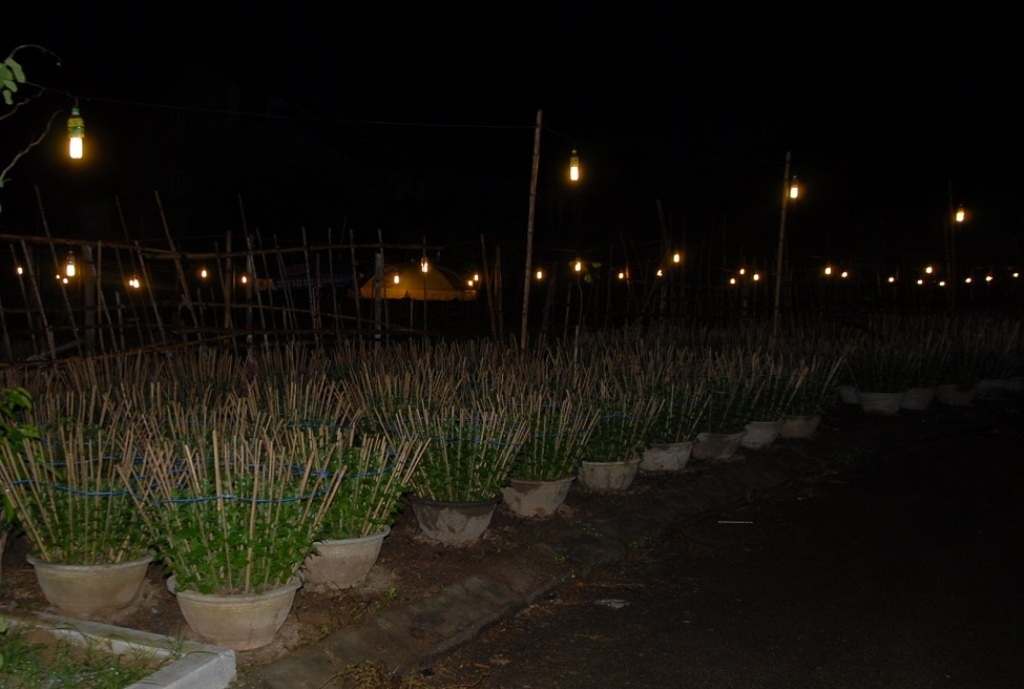 Khi cúc được một tháng thì thắp đèn cho cây vươn cao, đồng thời hãm cho cúc nở sớm