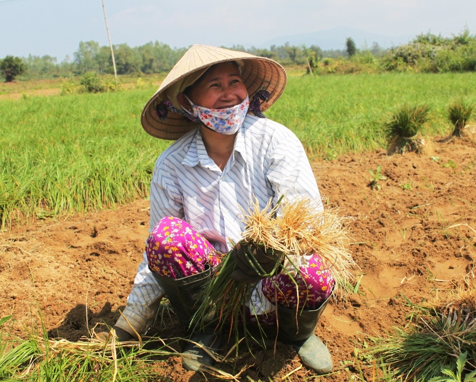 Kiệu được giá, từ người trồng kiệu đến thương lái thu mua kiệu đều phấn khởi