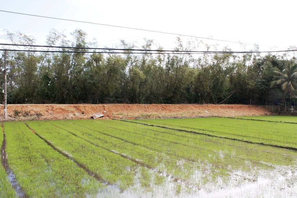 Vỡ đập trữ nước, hàng chục ha lúa bị bồi lấp