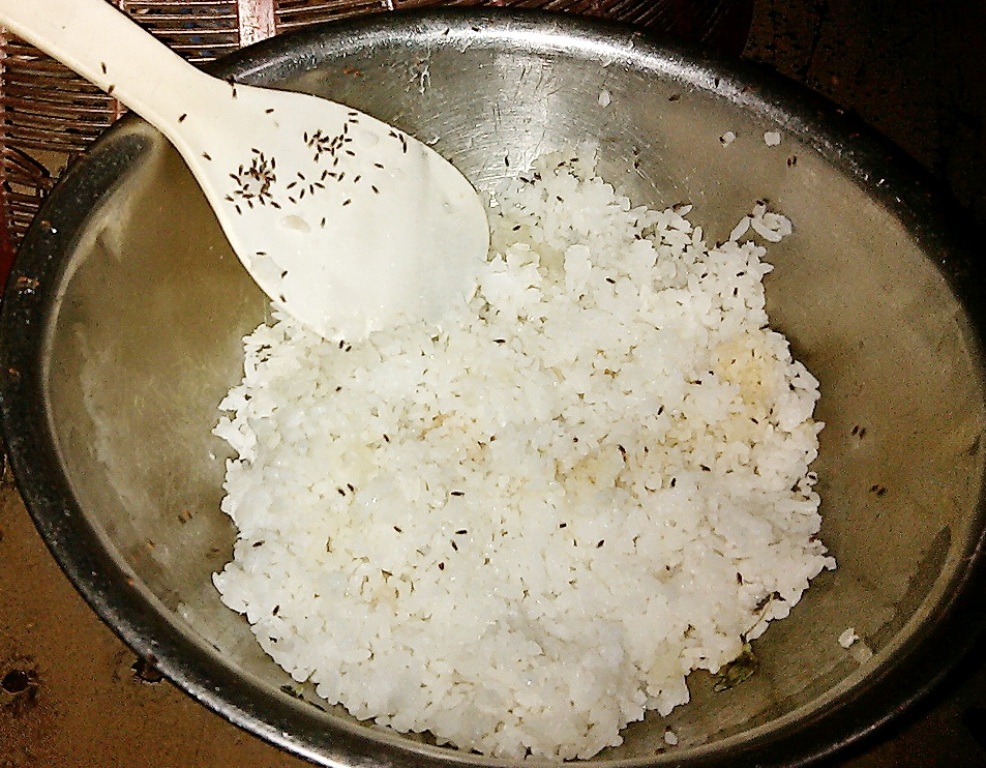 Loài côn trùng lạ xuất hiện trong nhà dân, bám vào thức ăn.