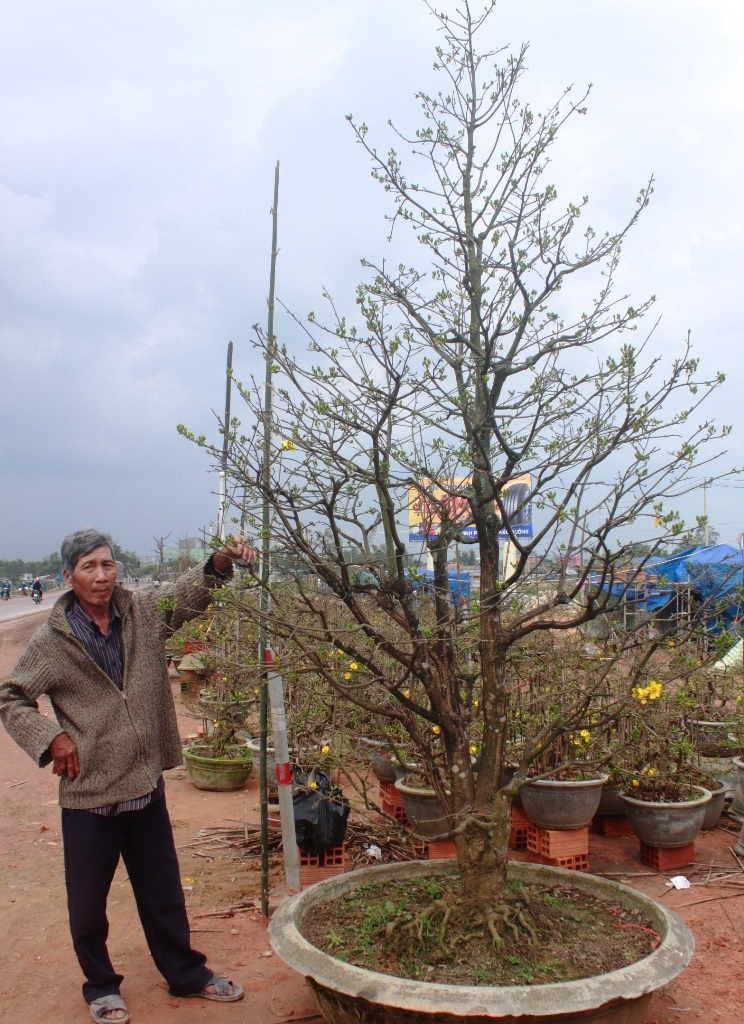 Ngoài ra, ông Dũng cũng đang sở hữu cây thanh mai hương lùm có giá 30 triệu đồng