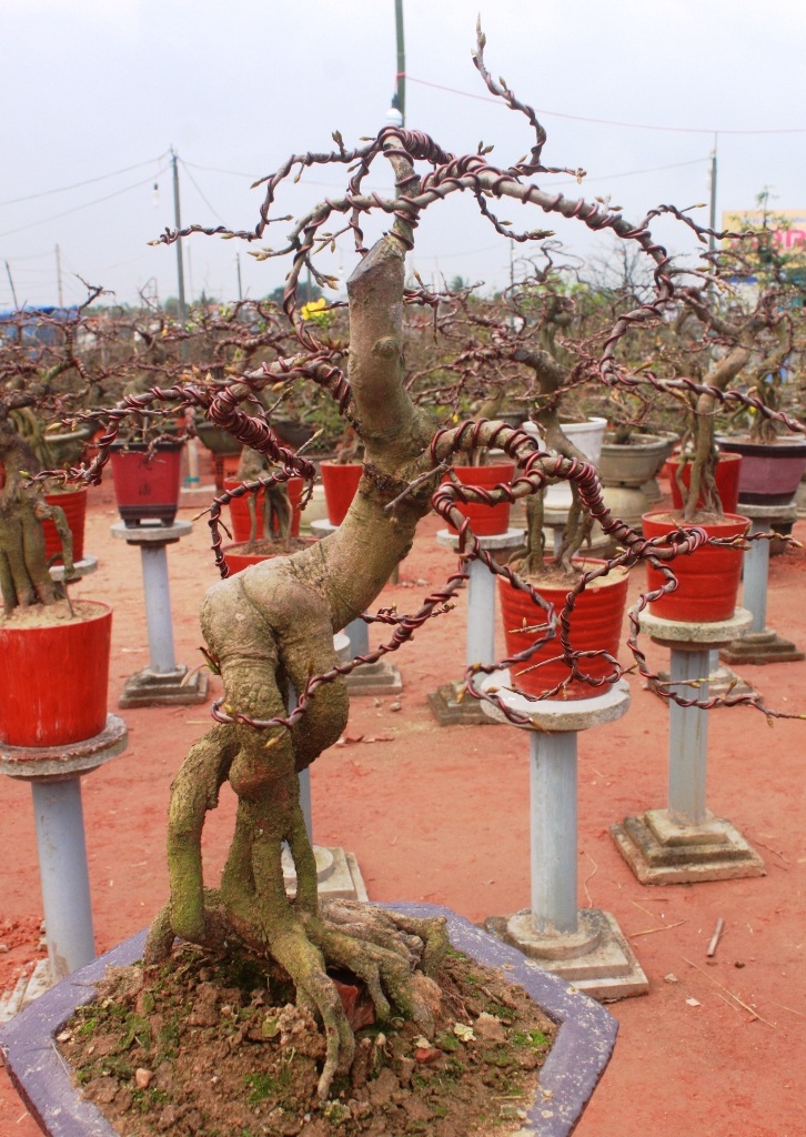 Đặc biệt, lần đầu tiền có nghệ nhân tạo những cây mai theo dáng những thiếu nữ bán có giá cao