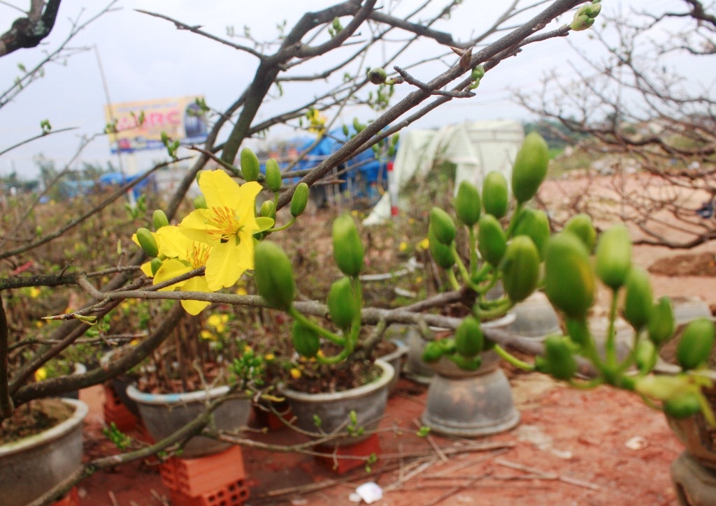 Đặc biệt thanh mai hương có mùi hương thơm dịu