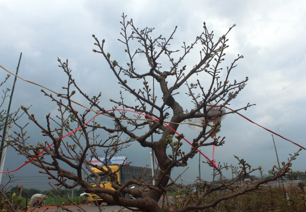 Phần ngọn cây với nụ hoa chi chít